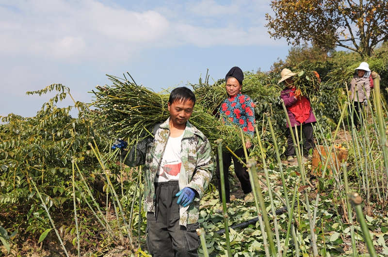 群眾搬運采收鉤藤枝。岑光柱 攝2