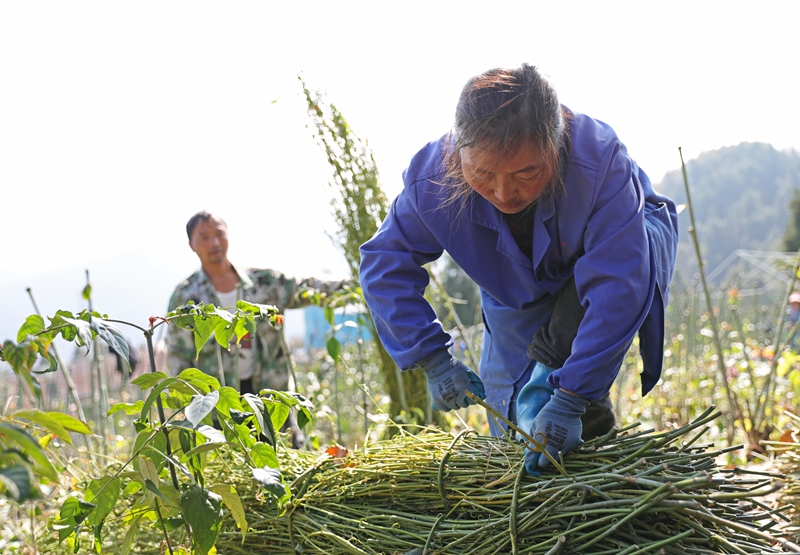 群眾在捆扎采收的鉤藤枝。岑光柱 攝