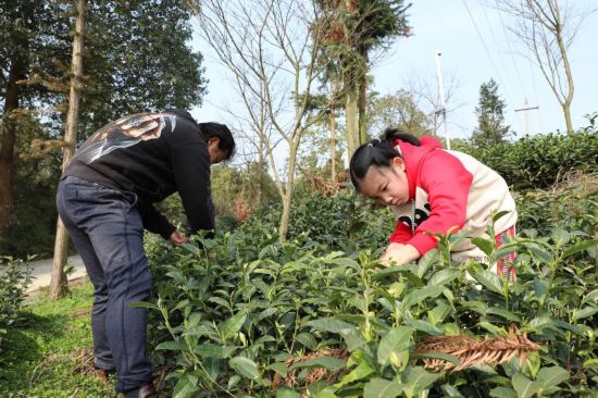 游客采茶。