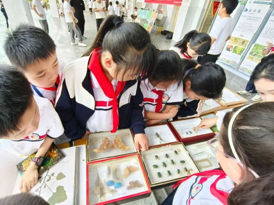 學生在看植物標本。